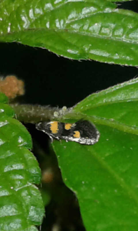 Superfamiglia Gelechioidea...e dopo? Gelechiidae: Chrysoesthia sexguttella da conf.